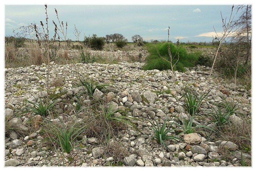 Le Steppe del Gargano